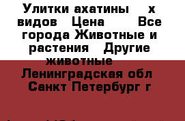 Улитки ахатины  2-х видов › Цена ­ 0 - Все города Животные и растения » Другие животные   . Ленинградская обл.,Санкт-Петербург г.